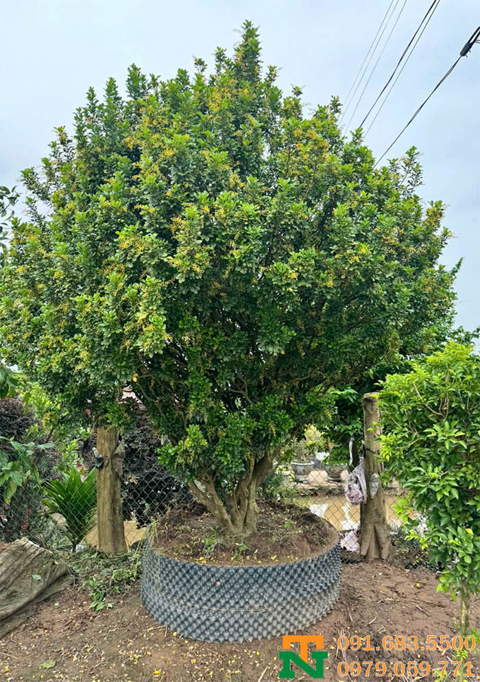 Cây ngâu hoa vàng cảnh phong thủy 