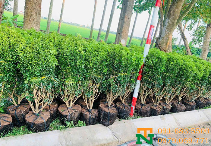 Cây ngâu hoa vàng số lượng lớn, giá rẻ