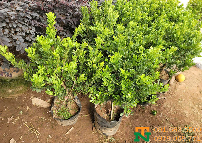 Cây ngâu hoa vàng giá sỉ tận gốc