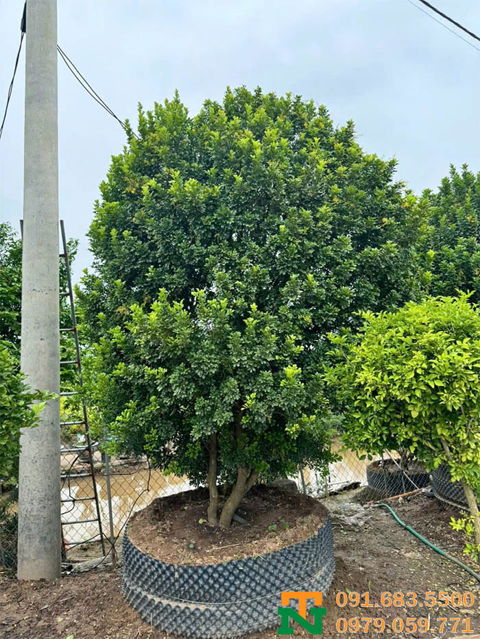 Cây hoa ngâu vàng cảnh trang trí sân vườn