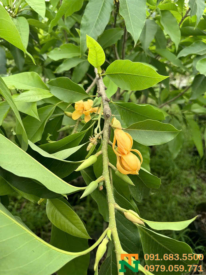 Ngọc lan hoa vàng đẹp xinh