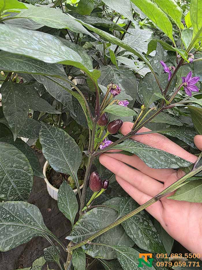 Cây ớt quả tím tại vườn giá tốt