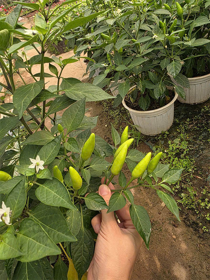 Quả ớt xiêm xanh ngon 