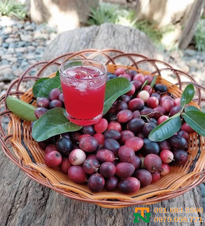 Trái kim quất đỏ mọng nước tự nhiên