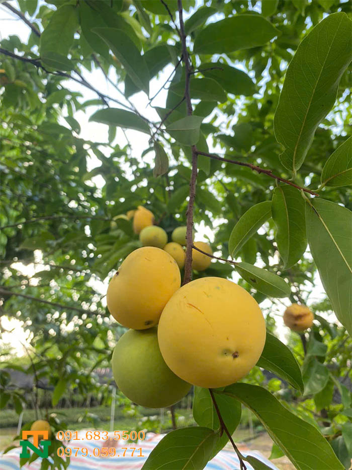 Quả thị thơm chín cây