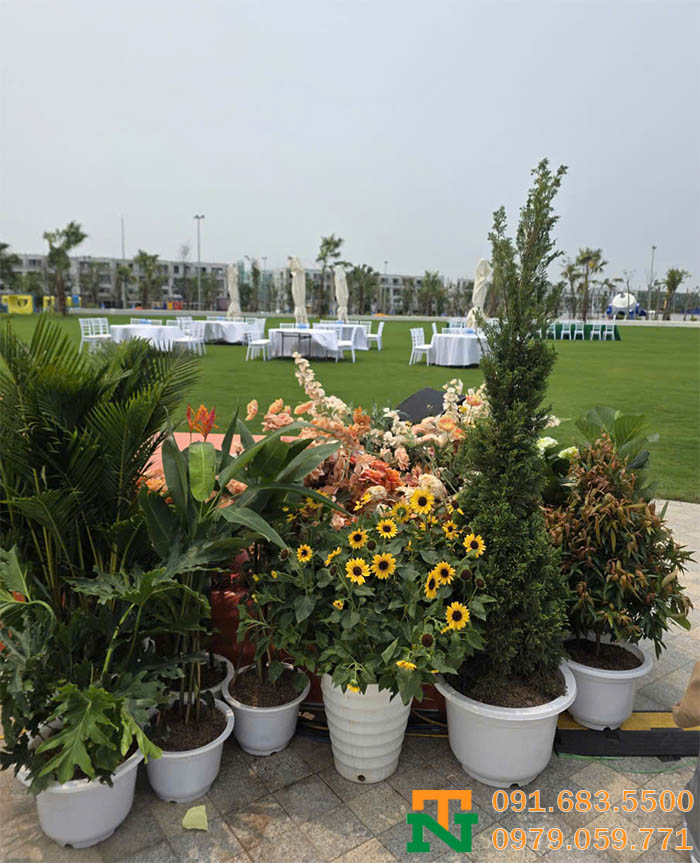 Set-up tận nơi giá rẻ, sang trọng