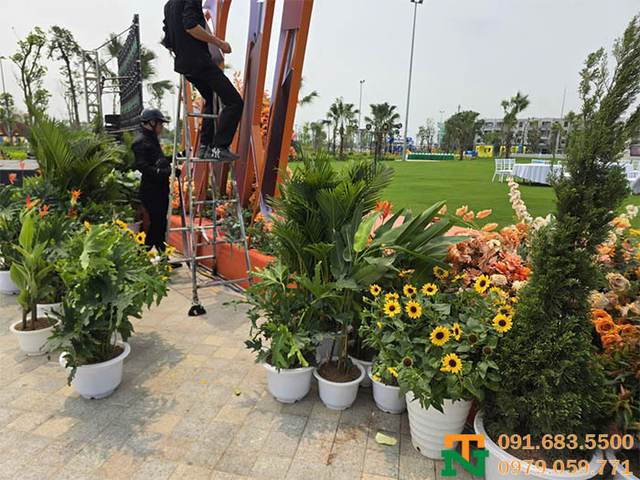 Set-up cây cảnh chất lượng