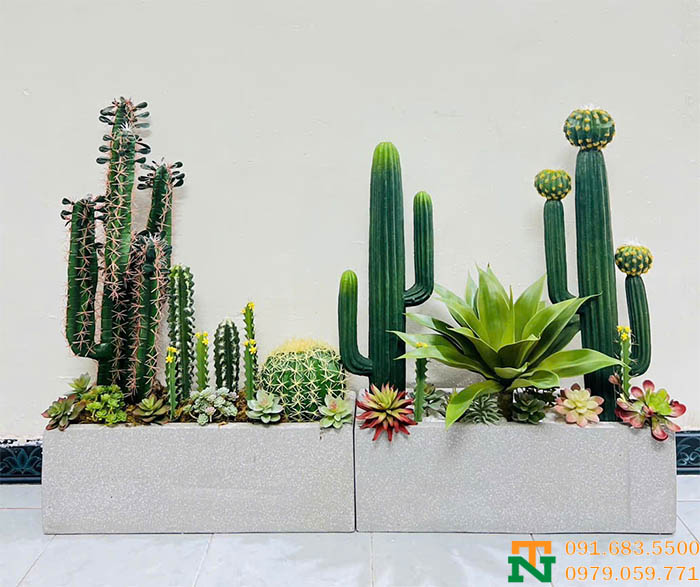 Setup bồn xương rồng đẹp