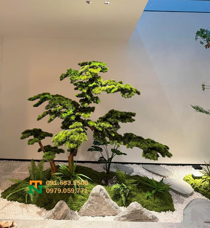 Setup cây tùng la hán cao cấp