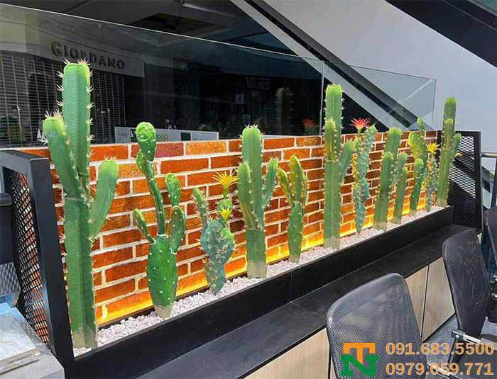 Setup cây xương rồng quán Cafe