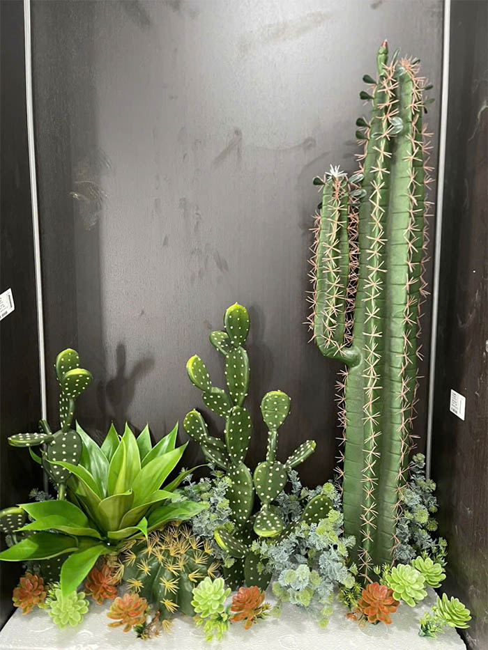 Setup cây xương rồng đẹp