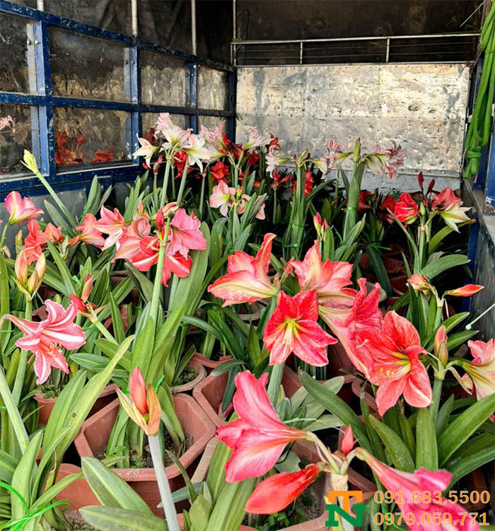 Sỉ lẻ cây hoa loa kèn giá tốt