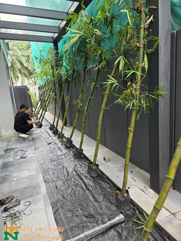 Thi công cây tre xanh trong sân vườn