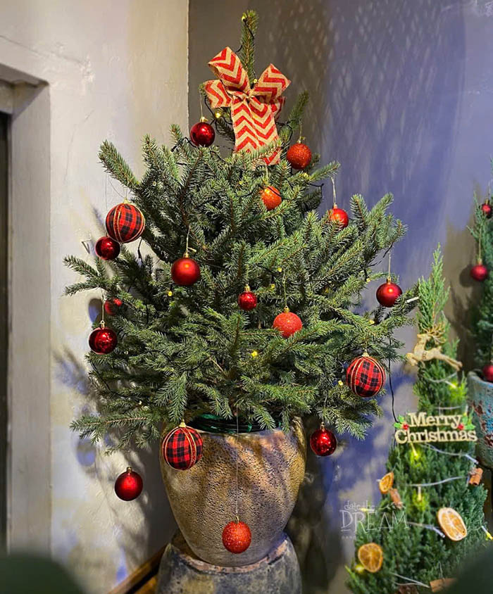 Cây thông Đan mạch trang trí Noel
