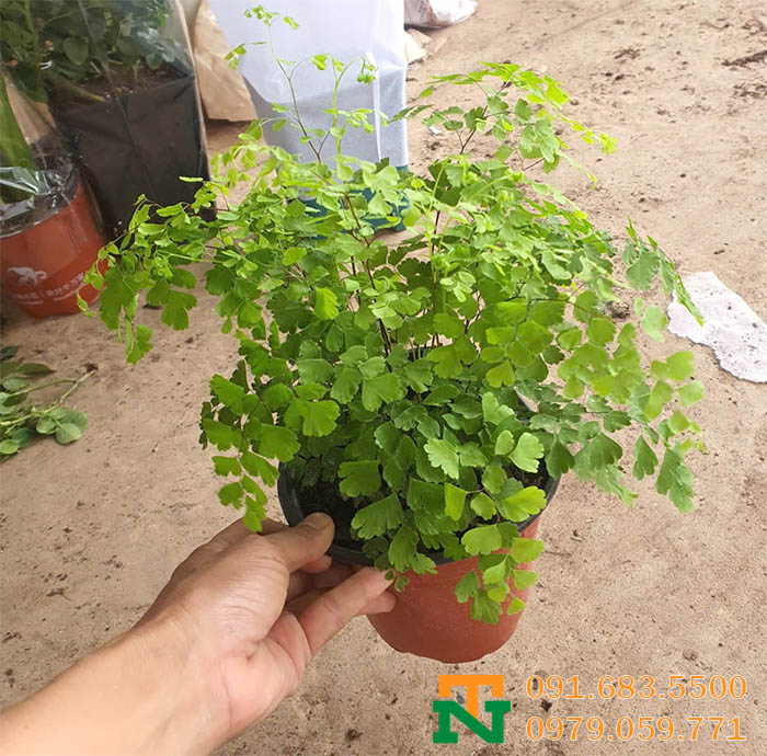 Cây tóc thần vệ nữ để bàn văn phòng