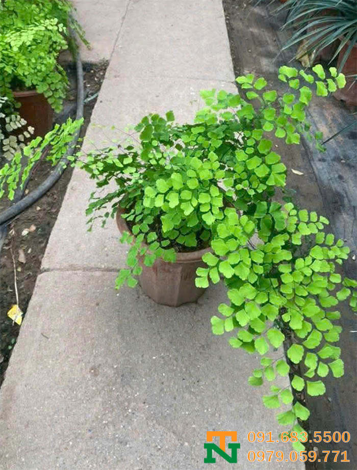 Cây tóc thần vệ nữ decor xinh giá rẻ