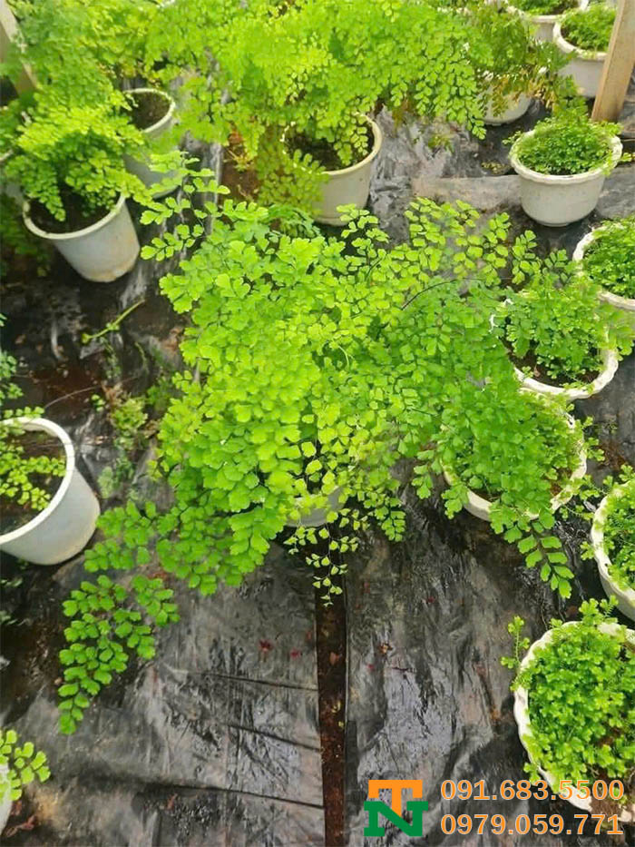 Cây tóc thần vệ nữ đẹp sang