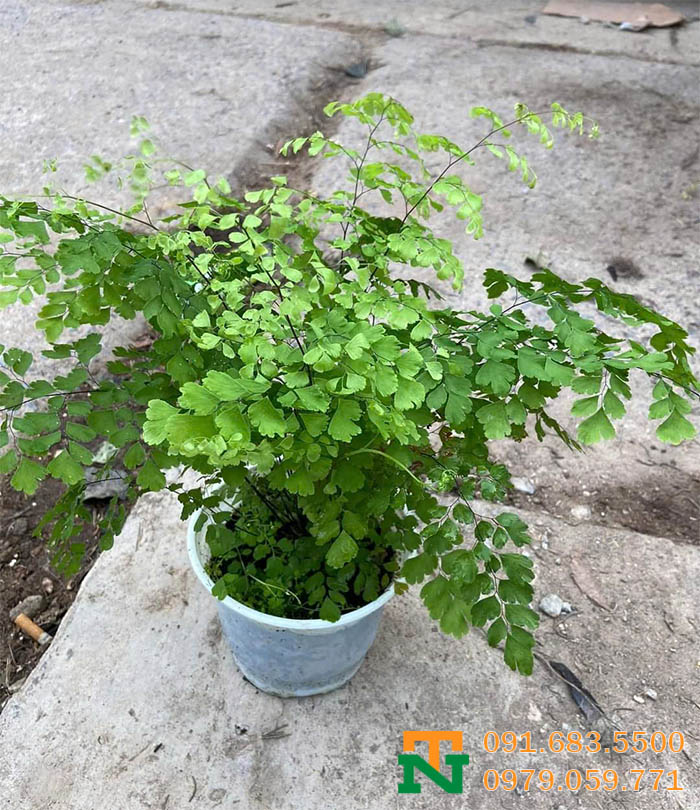 Cây tóc thần vệ nữ để bàn trang trí