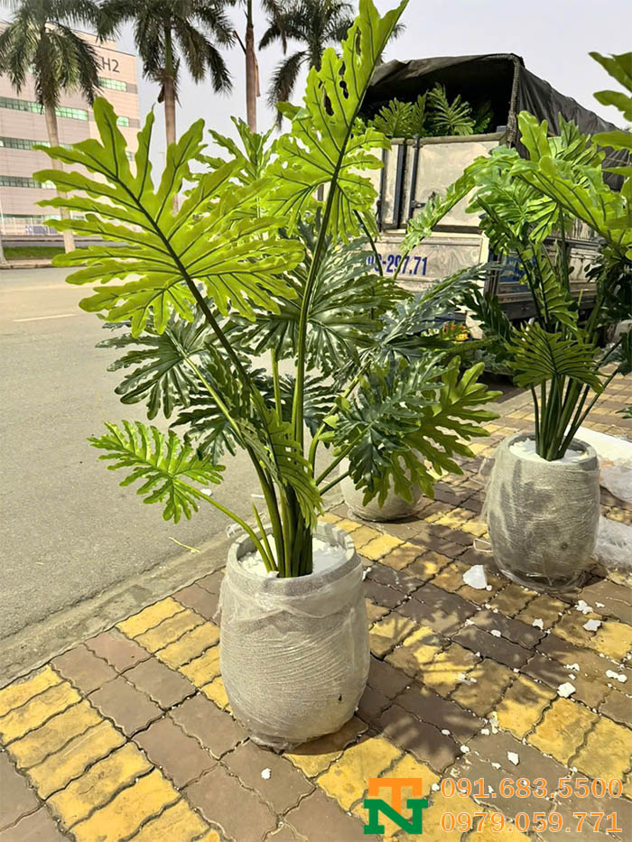 Trầu bà lá xẻ chậu mini xinh