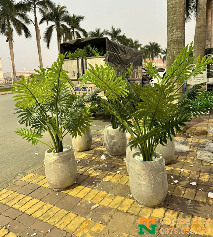 Trầu bà lá xẻ nhân tạo cực đẹp xinh