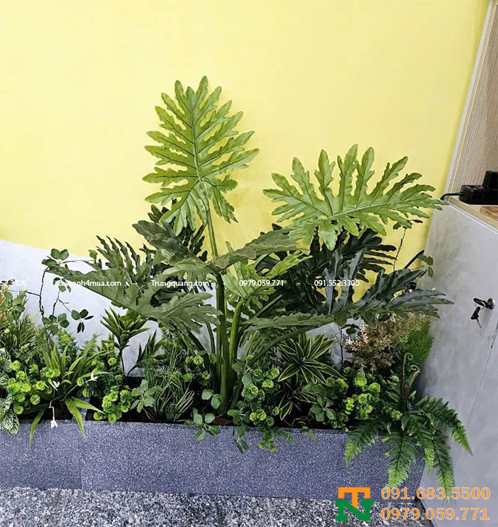 Bồn câu trầu bà lá xẻ