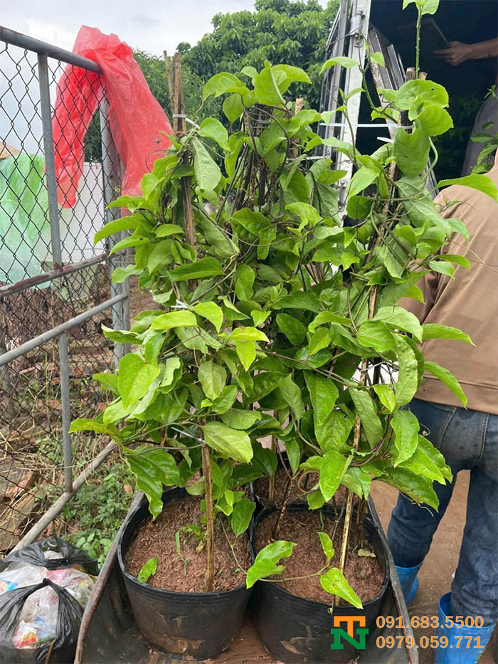 Trồng cây chanh leo tại vườn
