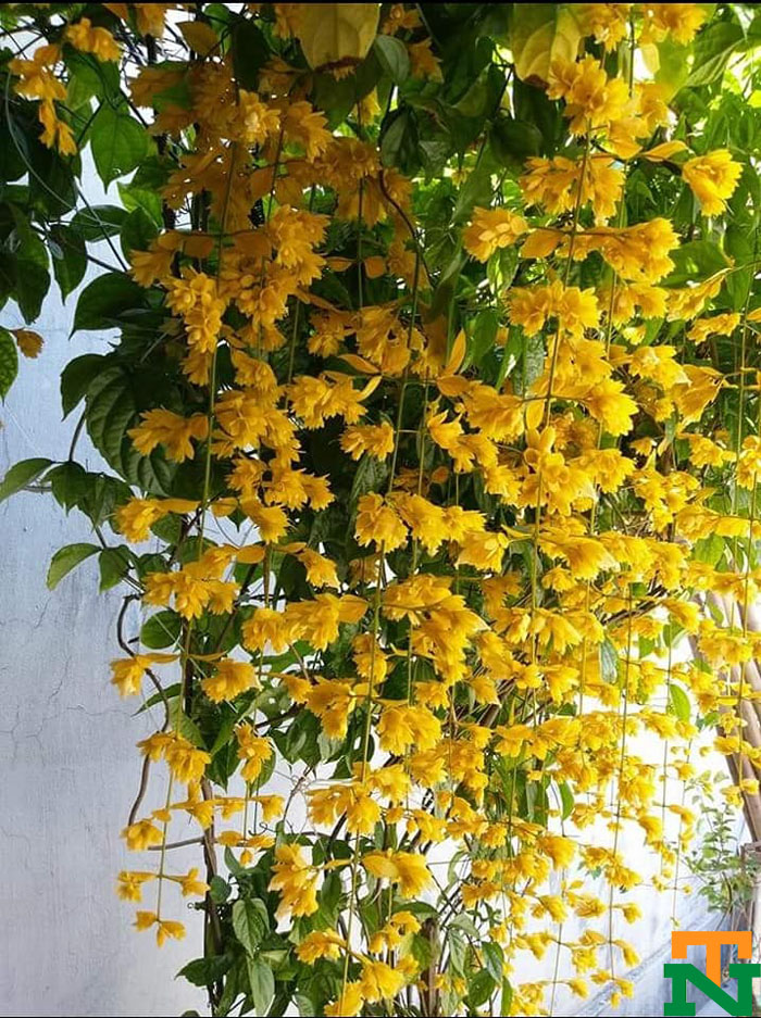 Cây hoa lan hoàng dương còn có tên gọi khác là cây hoa chuỗi ngọc, cây chuỗi ngọc vàng