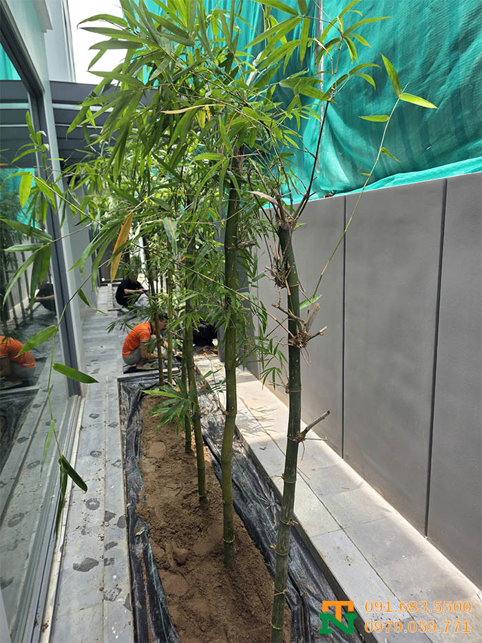 Trồng cây tre xanh phong thủy