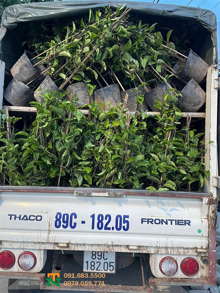 Vận chuyển cây chanh leo