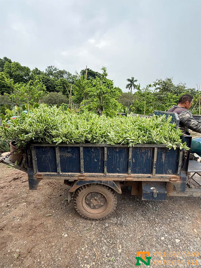 Vận chuyển cây hồng tước san hô
