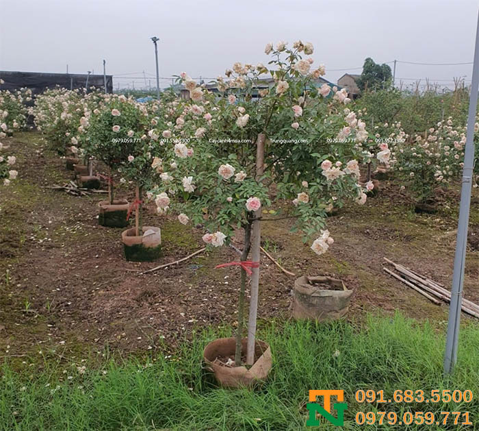 Vườn cây hoa hồng đào