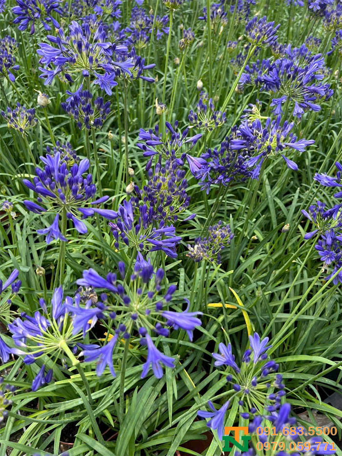 Vườn thanh anh tím cực đẹp trang trí