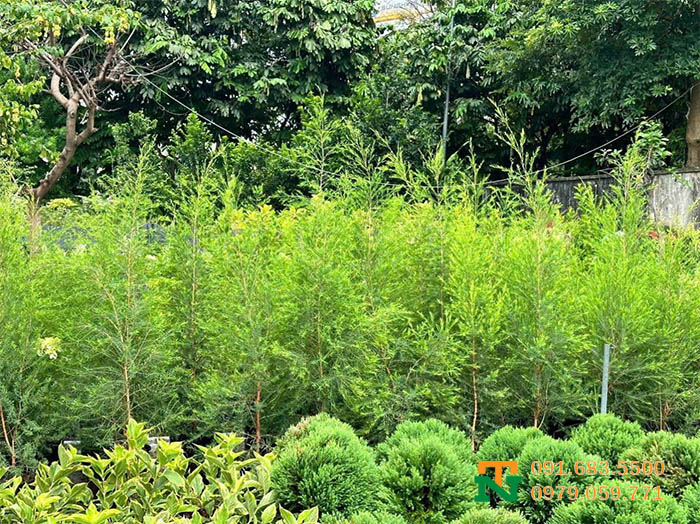 Vườn cây tràm trà đẹp