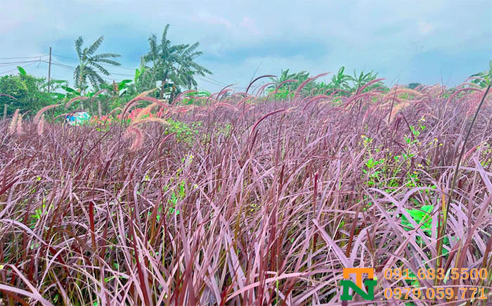Cây cỏ lau đỏ dưới nắng cực đẹp