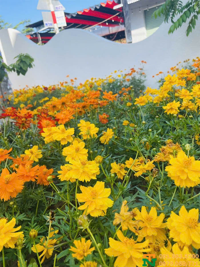 Vườn hoa cúc bướm cam đẹp