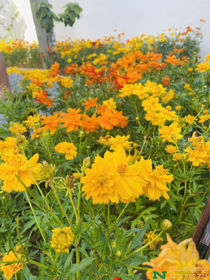 Vườn hoa cúc bướm vàng đẹp