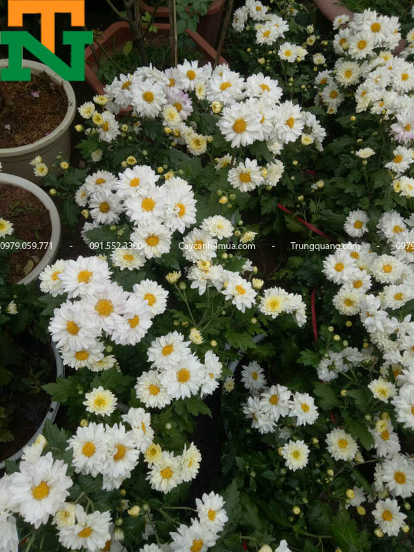 Vườn hoa cúc trắng đổi màu