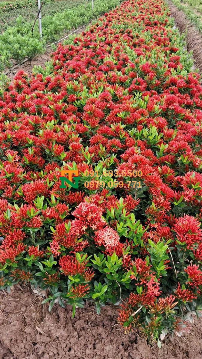 Vườn hoa mẫu đơn đỏ