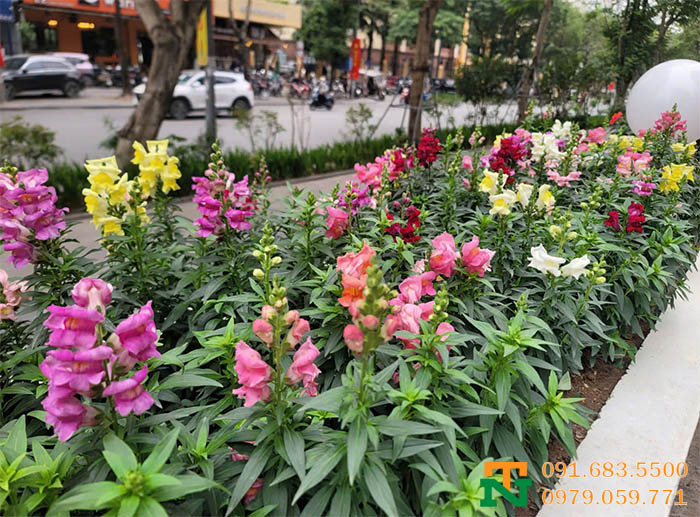 Hoa mõm sói trồng lề đường