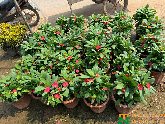 Xương rồng bát tiên trang trí